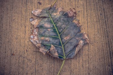 Eski ahşap zeminde grunge efektli yaprak.