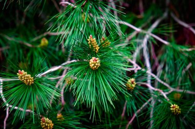 Ormandaki yeşil ladin dalı. Ladin iğneleri..