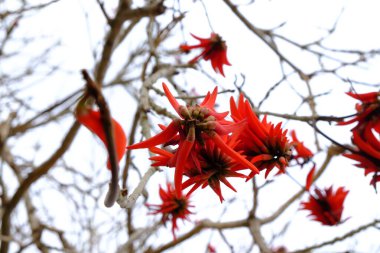 Güzel botanik fotoğrafı, doğal duvar kağıdı.
