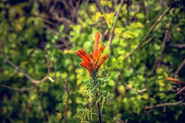 Bahçedeki güzel çiçekler