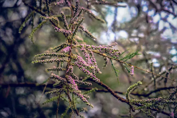İlkbaharda açan ağaç.