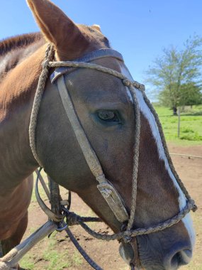 Mirada caballo con riendas