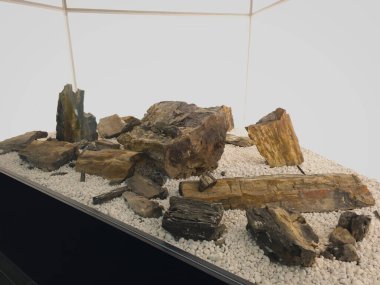 Hong Kong, Çin - 11 Ocak 2024: Tsuen Wan, Hong Kong 'daki Nina Park' ta Wood Fossil.