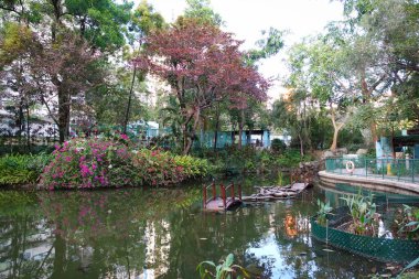 Hong Kong, Çin - 14 Ocak 2024: Tai Wo Hau, Hong Kong 'daki Shing Mun Vadisi Parkı.