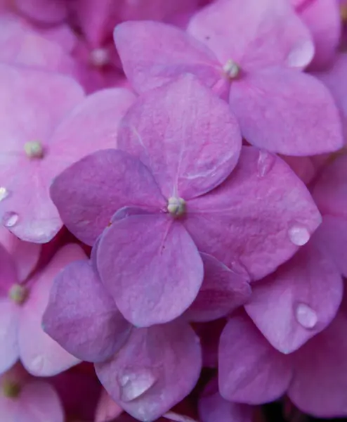 Close Up of a beautiful pink -  purple hydrangeas flowers with drops of water