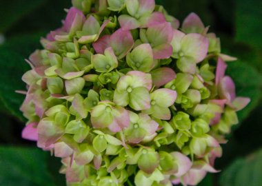 Close Up of a Bouquet of green and rose hydrangeas, taking color, beautiful flowers in nature.