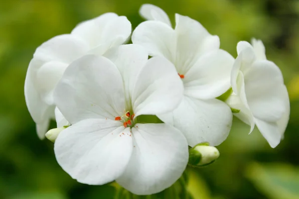 Bir buket çiçek ve beyaz Pelargonium hororum, zonal sardunya ya ya da yeşil arka planlı bahçe sardunyası. 