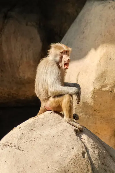 Photo of a baboon sitting in a rock with a surprise face 