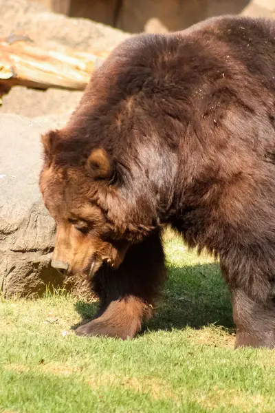 Güneşli bir günde yürüyen kahverengi bir ayının (Ursus arctos) fotoğrafı