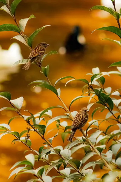 Bir çift ev serçesinin (Passer domesticus) akşam vakti sarı-turuncu gölün yanındaki bir bitkiye poz verdirmesi.