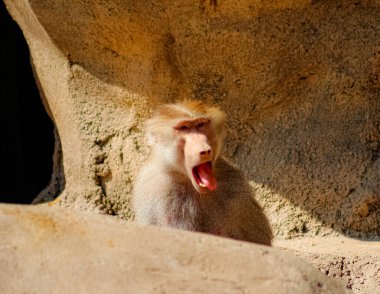 Esneyen bir babunun fotoğrafı, arka plan kayaları.