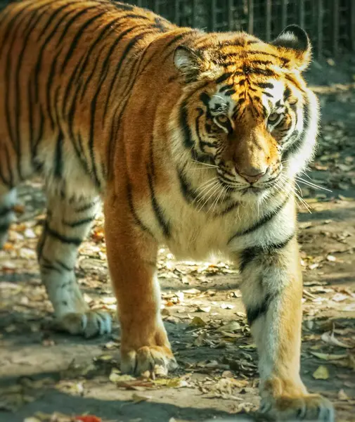 Yetişkin bir sumatra kaplanının yürüyüş portresi 