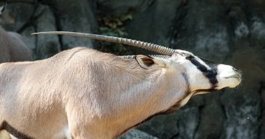 Güzel bir mücevher parçasının (Oryx gazella) ya da boynunu uzatan Güney Afrika antilopunun fotoğrafı..