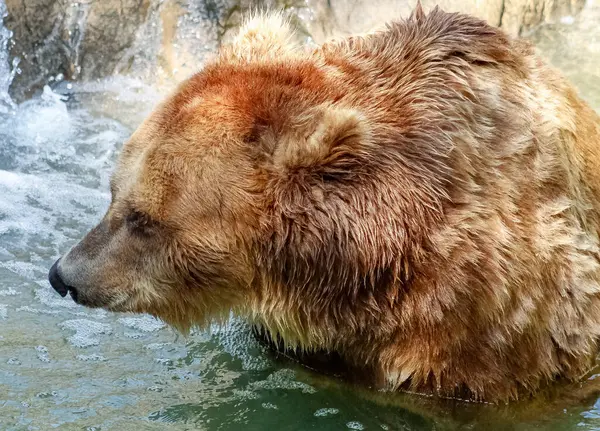 Kahverengi bir ayının (Ursus arctos) kayalara yakın bir gölde banyo yaptığı fotoğraf