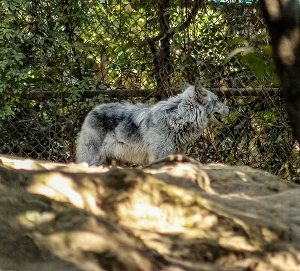 Gri Kurt, hayvanat bahçesindeki çitin dışından dışarıyı izliyor.