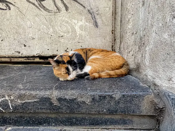 Photo of a stray calico cat, with a tri-color coat, lying in a step of a porch