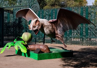 Geçici Sergi QUIROPTERA Dev Thomass meyve yiyen yarasa (Dermanura watsoni), nam-ı diğer, Chapultepec hayvanat bahçesine yerleştirilmiş meyve yiyen yarasa. 