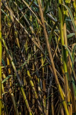 Arka plan, doku, güneş ışığı için aydınlatılmış yeşil bambu..