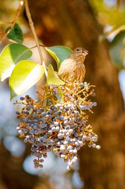 Photo of a House finch (Haemorhous mexicanus) eating some berrys from a tree clipart