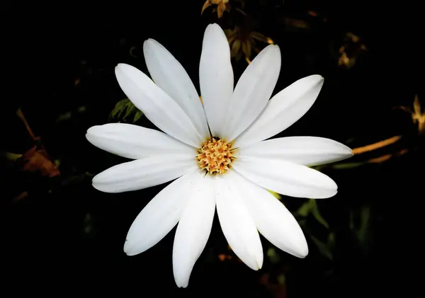Beyaz Magnolia 'nın fotoğrafı, Magnolia stellata, bahar için çiçek, siyah arka planda..