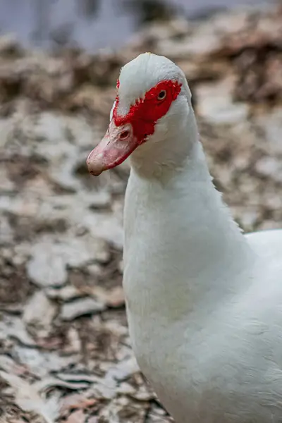 Fotoğraf, portre, yakın plan, beyaz bir Muscovy ördeği (Cairina moschata), dikkat çekici kırmızı bir maske.