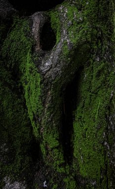 Yağmurdan sonra, yeşil yosunlarla kaplı bir bagajın kapağını kapat..