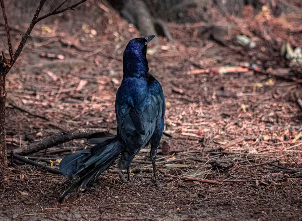 Büyük kuyruklu bir grackle 'ın ya da bir ormanda yürüyen Meksikalı grackle' ın fotoğrafı..