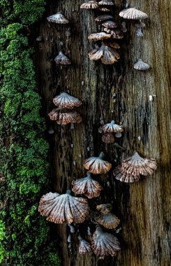 Photo of Schizophyllum commune resembles undulating waves of tightly packed corals or shells, blooming in a tree with green moss clipart