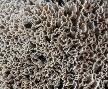 Bir mantarı kapat. Garip bir deseni olan bir süngere benziyor..