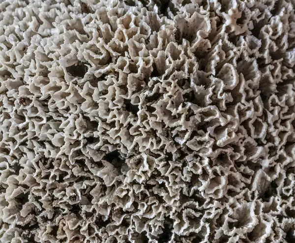 Bir mantarı kapat. Garip bir deseni olan bir süngere benziyor..