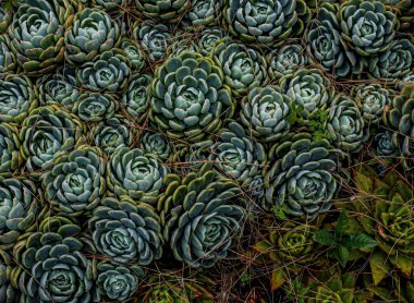 Güzel yeşil sulu bahçe, Echeveria Elegans, Meksika Kar Balosu, Tanrı 'nın Tahtı, Meksika mücevheri ya da Beyaz Meksika gülü.