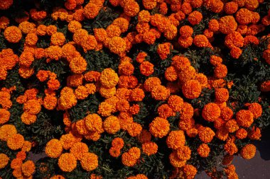 Fields of Tagetes erecta, the Aztec marigold, Mexican marigold, big marigold, cempaxochitl or cempasuchil in orange color. clipart