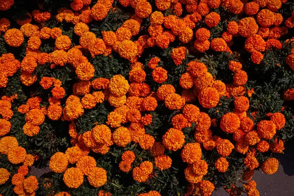 Tagetes Erecta Tarlaları, Aztek kadife çiçeği, Meksika kadife çiçeği, büyük kadife çiçeği, cempaxochitl veya turuncu renkli cempasuchil..