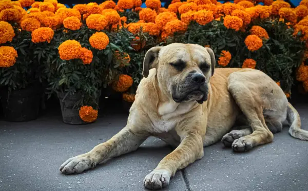 Sokak Köpeği Cempasuchil 'in yanında dinleniyor..