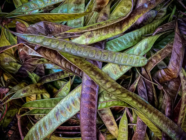 Leucaena löcocephala olarak da bilinen bir yığın beyaz kurşun ağacı, beyaz popinac, at demirhindi, ipil ipil, koa haole, tan-tan, huaxyacac, peladera, liliaque, huaje veya guaje olarak da bilinir.,