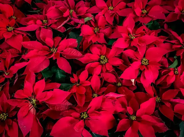 Çiçeklenmiş güzel kırmızı noktalı çiçeklerin yakın çekimi..