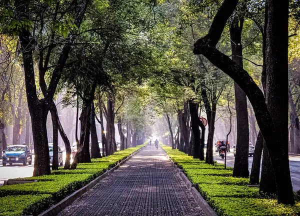 Sabah Mexico City, Reforma Bulvarı 'nda yayanın ve bisiklet yolunun fotoğrafı..