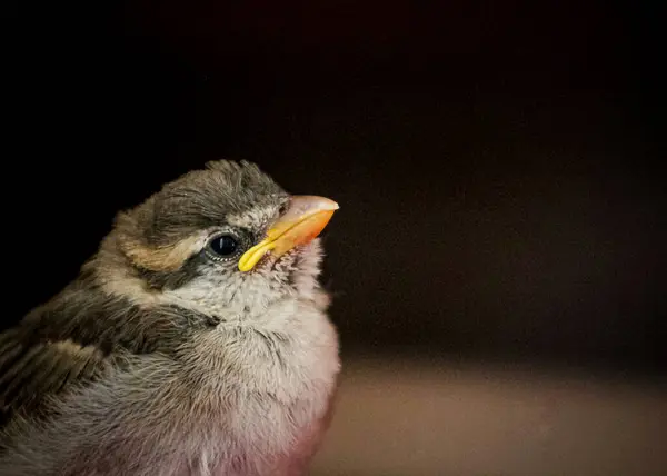 Bulanık bir geçmişe sahip bir ev kuşu (Passer domesticus) portresi.
