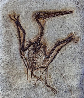 Muzquizopteryx coahuilensis, Nistosaurid Pterodactyloid Pterosaur familyasının bir kopyası. 