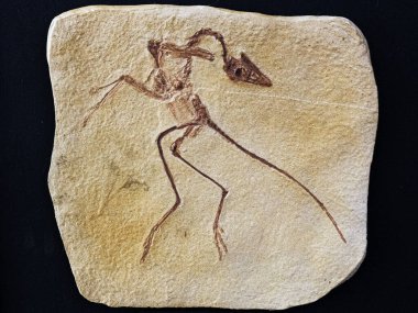 Bir Arkeopteriks litografitasının fosili kuş benzeri bir dinozor cinsidir..