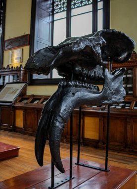 Paleontoloji galerisi UNAM Jeoloji Müzesi 'nde sergilenen Deinotherium giganteum' un başı ve dişleri..