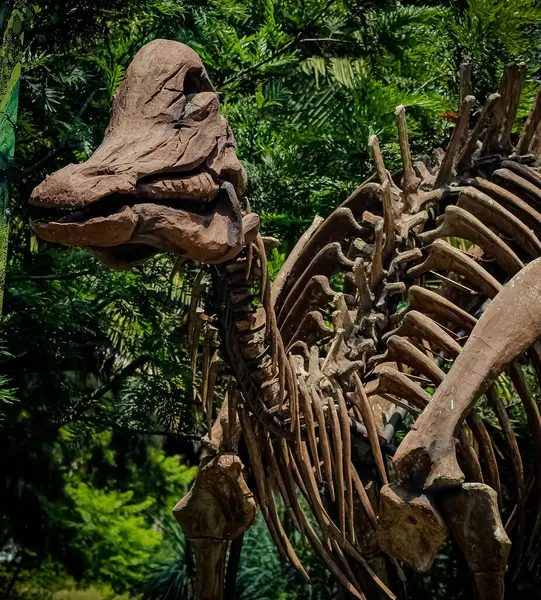 Bir velafron coahuilensis 'in yeniden yapılandırılmış iskeleti. Lambeosaurine hadrosaurid dinozor cinsi. 