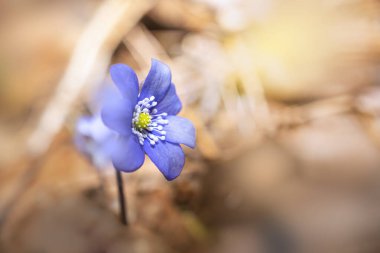 Anemon hepatikası ilkbaharın başlarında çiçek açar. Yüksek kalite fotoğraf