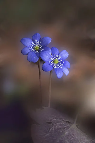 Anemon hepatikası ilkbaharın başlarında çiçek açar. Yüksek kalite fotoğraf