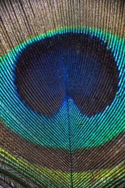 Çerçeveyi dolduran Tavuskuşu tüyüne yakın çekim. Yüksek kalite fotoğraf