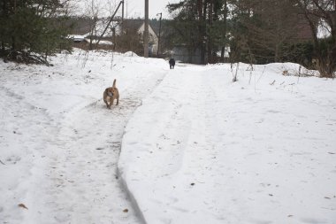 İki köpek kışın bir pistte koşar. Yüksek kalite fotoğraf
