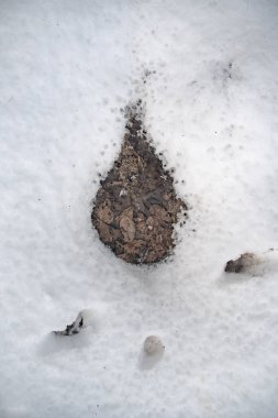 Erimiş damla şeklinde ve karda bir sürü damlacık var. Yüksek kalite fotoğraf