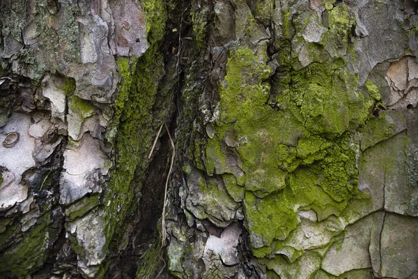 Very nice tree trunk texture. High quality photo