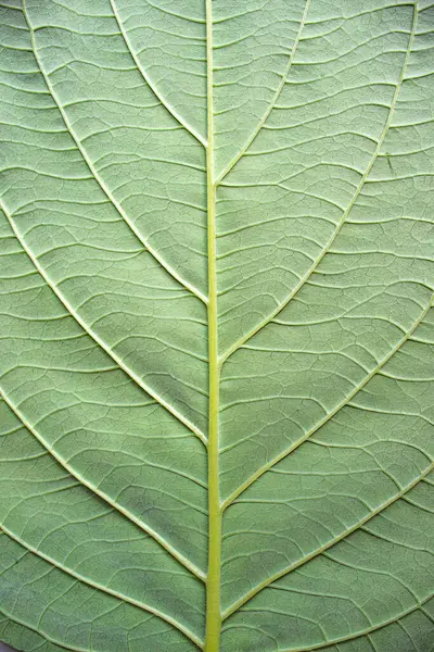 Very close up of leaf texture. High quality photo