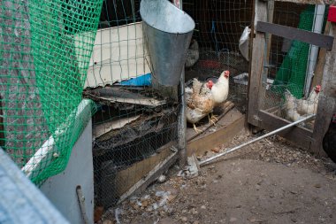 Tavuklar dağınık bir çevreye sahip bir ahırda tutulur. Yüksek kalite fotoğraf